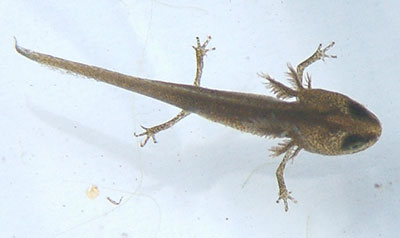 Photograph of British Smooth Newt in the aquatic stage, November 2004