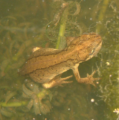 Photograph of female British Smooth Newt, March 2004