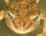 Head detail of female Smooth Newt